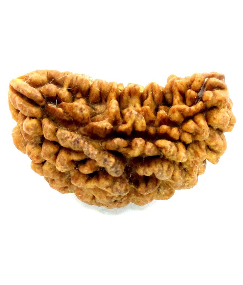     			Shivoham 1 Mukhi Rudraksha With Lab Certificte 1 Face Rudraksha