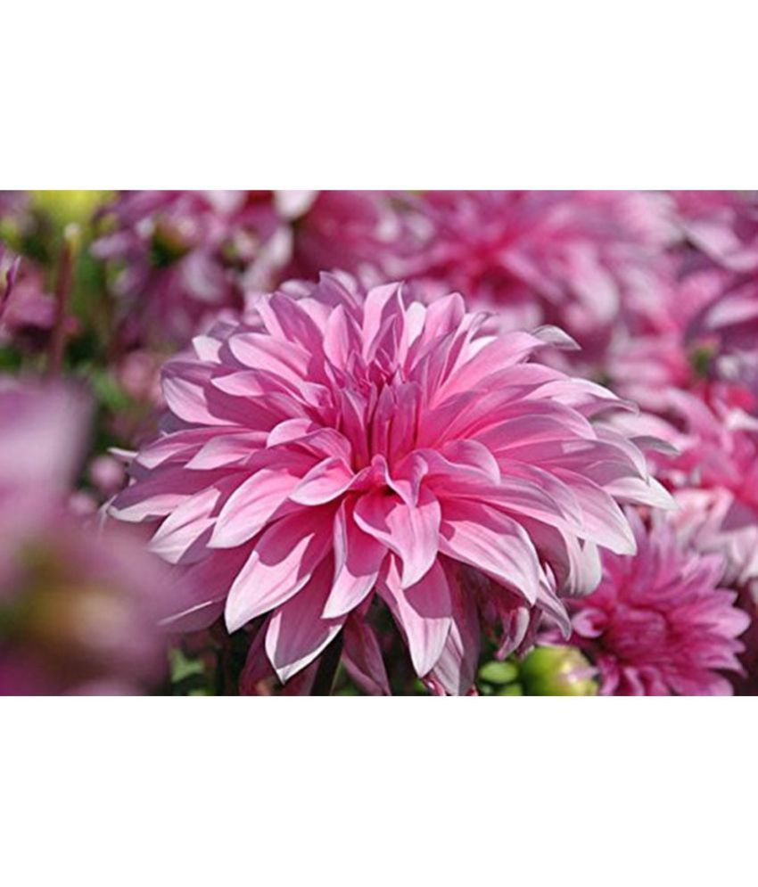 Creative Farmer Giant Dahlia Flower Seeds Buy Creative Farmer Giant