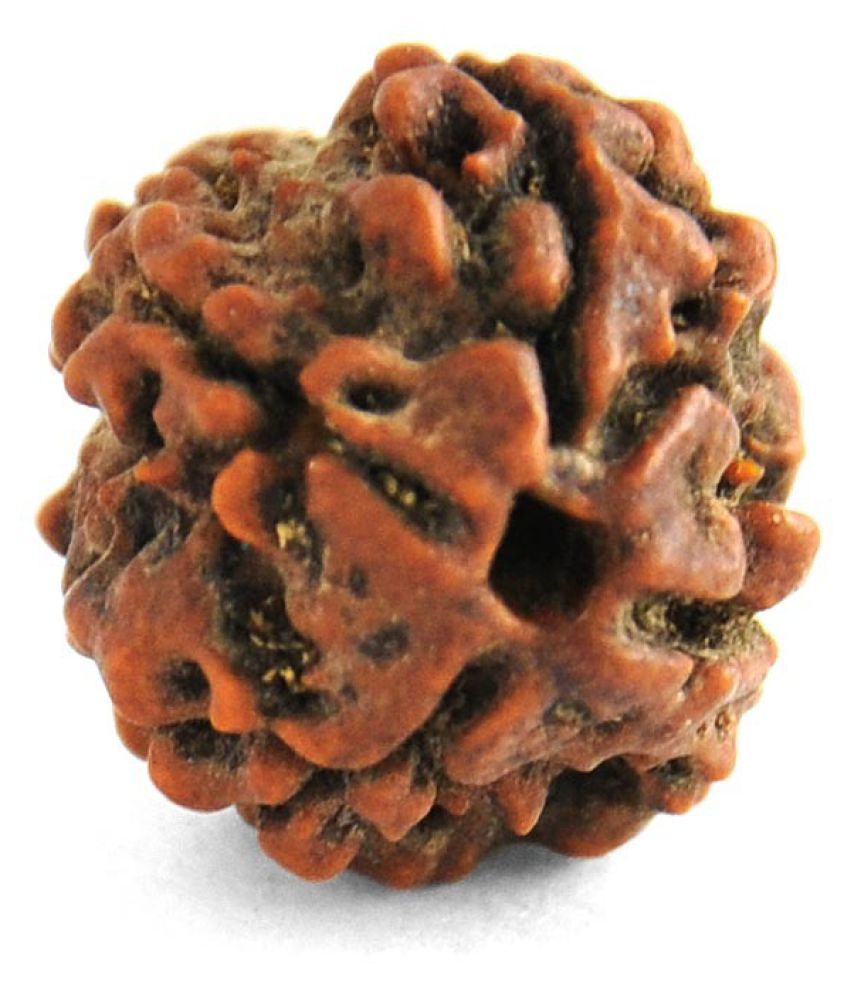     			Shivoham Four Mukhi Rudraksha 4 Face Rudraksha