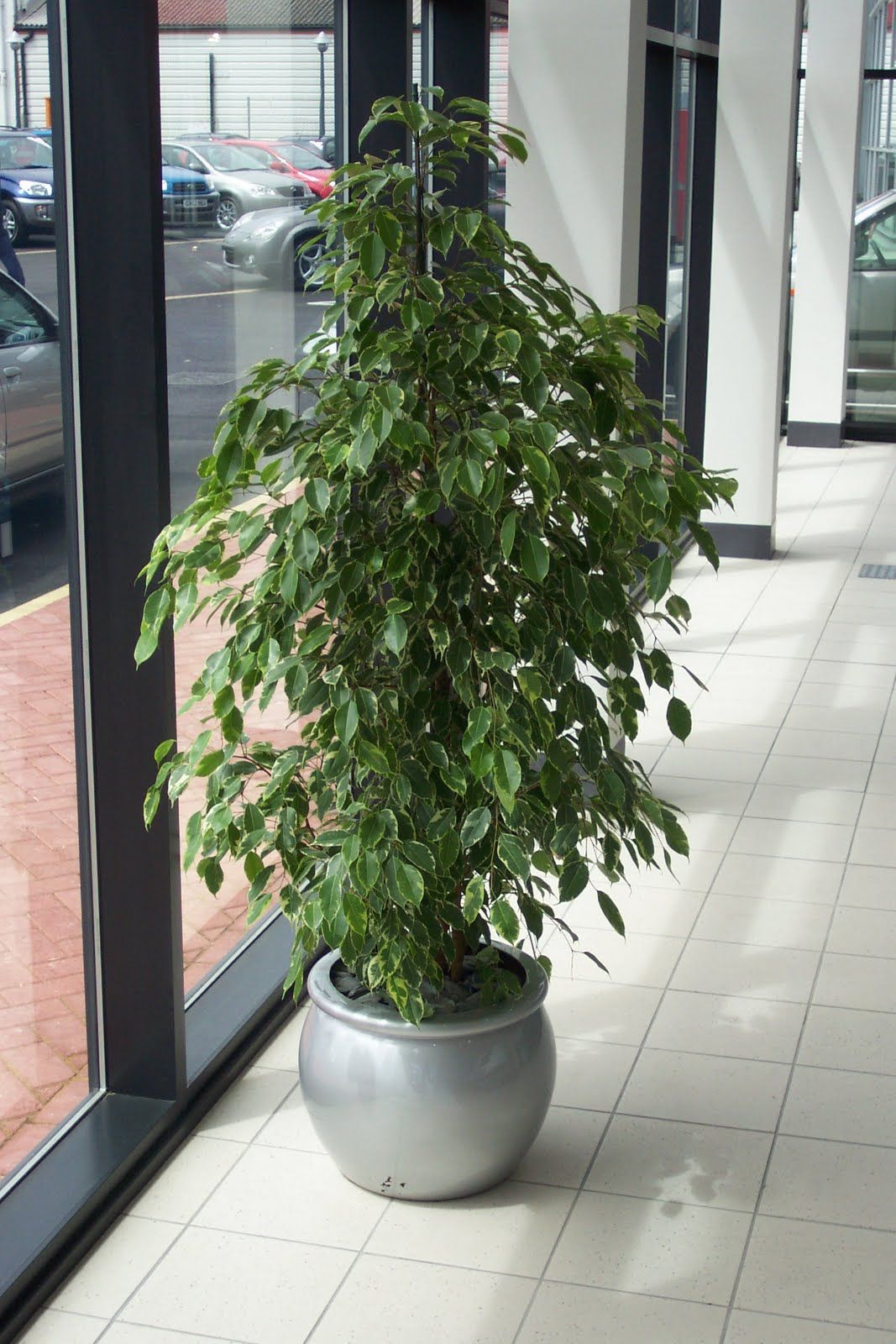 YOURGARDENS Ficus Benjamina Healthy Live Best Quality Pot Indoor
