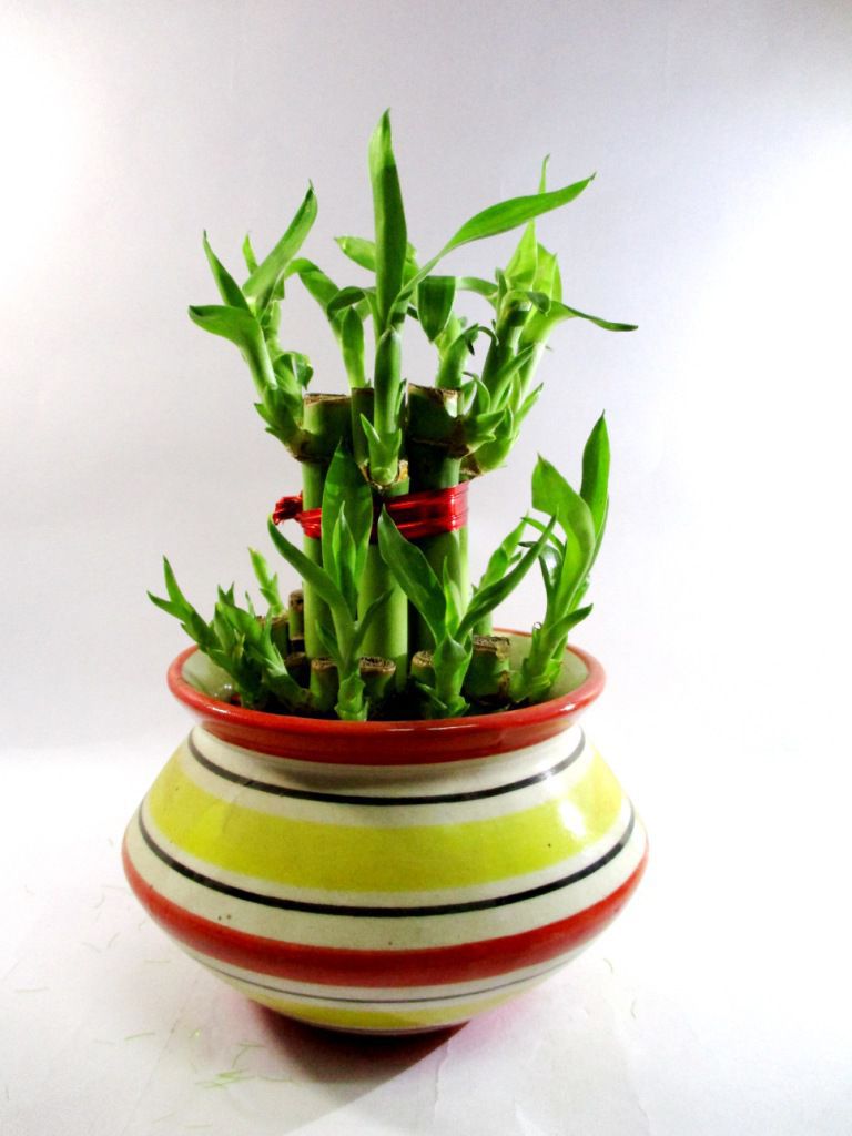 Green plant indoor 2 layer lucky bamboo  plant with ceramic 