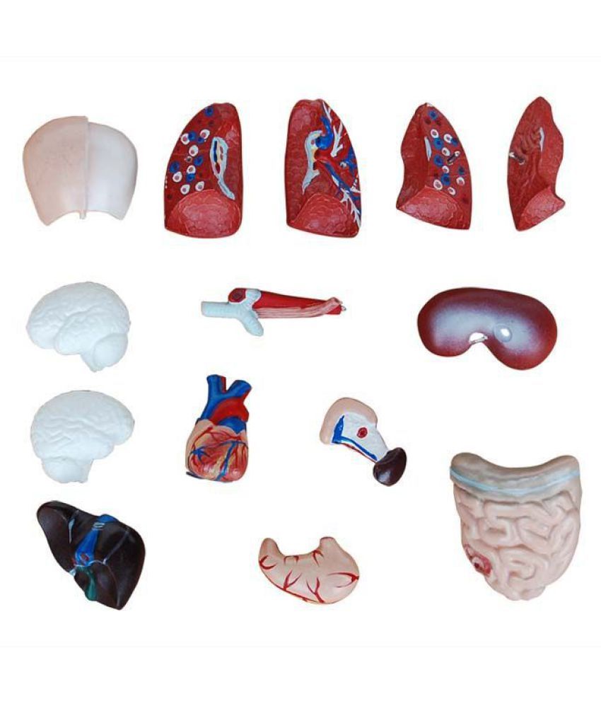 Human Torso PVC Model by mLabs Buy Online at Best Price in India