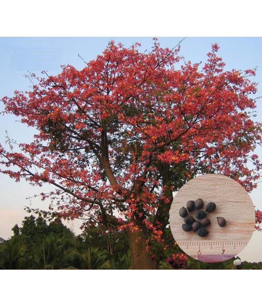 V Square Retail Indian Bombax Ceiba or Kopak Red Silk Cotton Tree Seeds Buy V Square Retail
