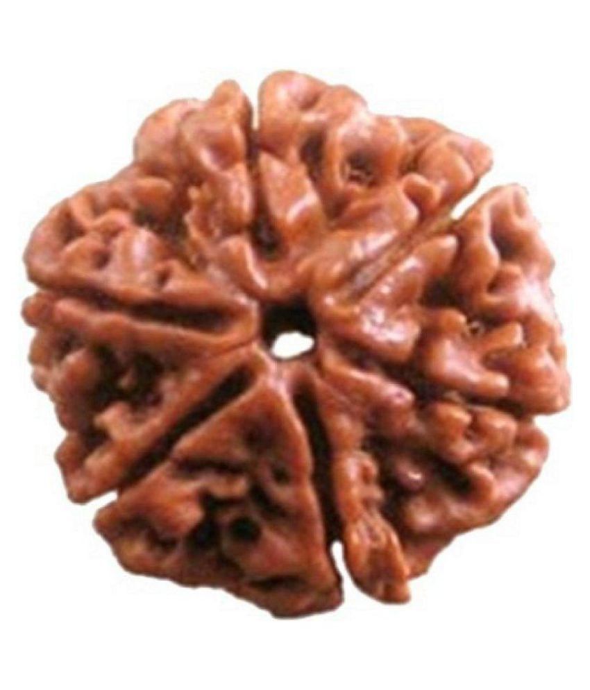     			Shivoham 6 Mukhi Rudraksha With Lab Certificate 6 Face Rudraksha