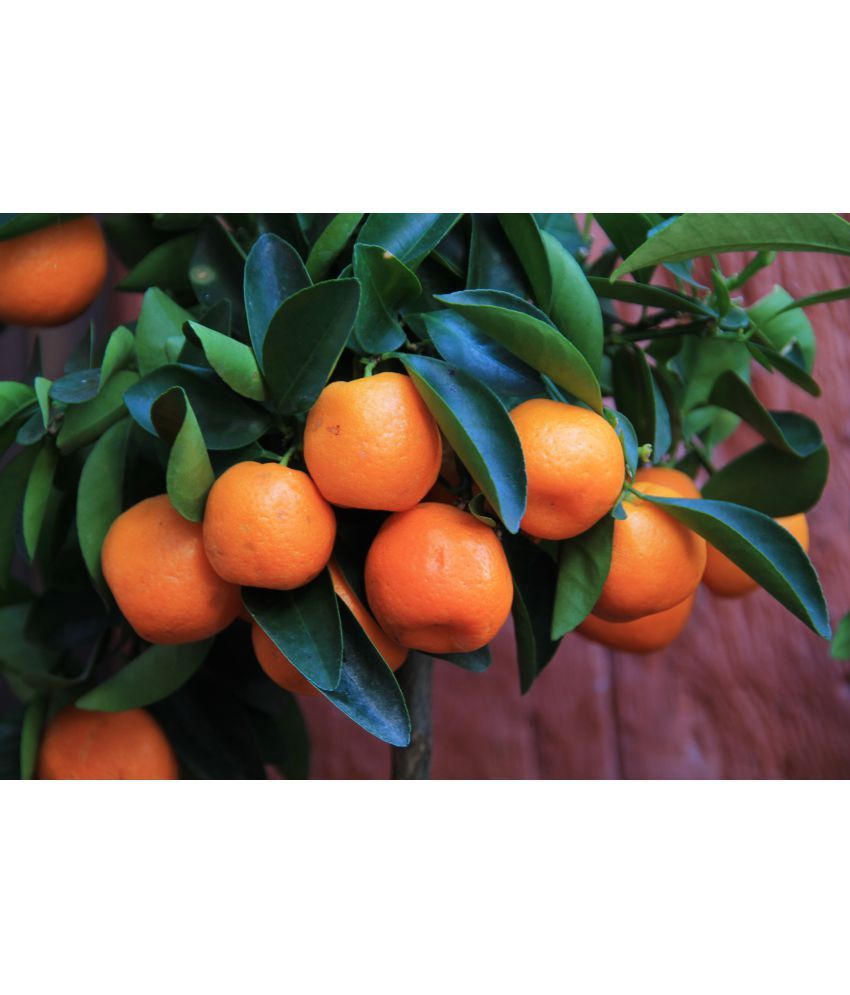 Creative Farmer Fruit Seeds Dwarf Fruit Seeds - Orange Fruit Seeds ...