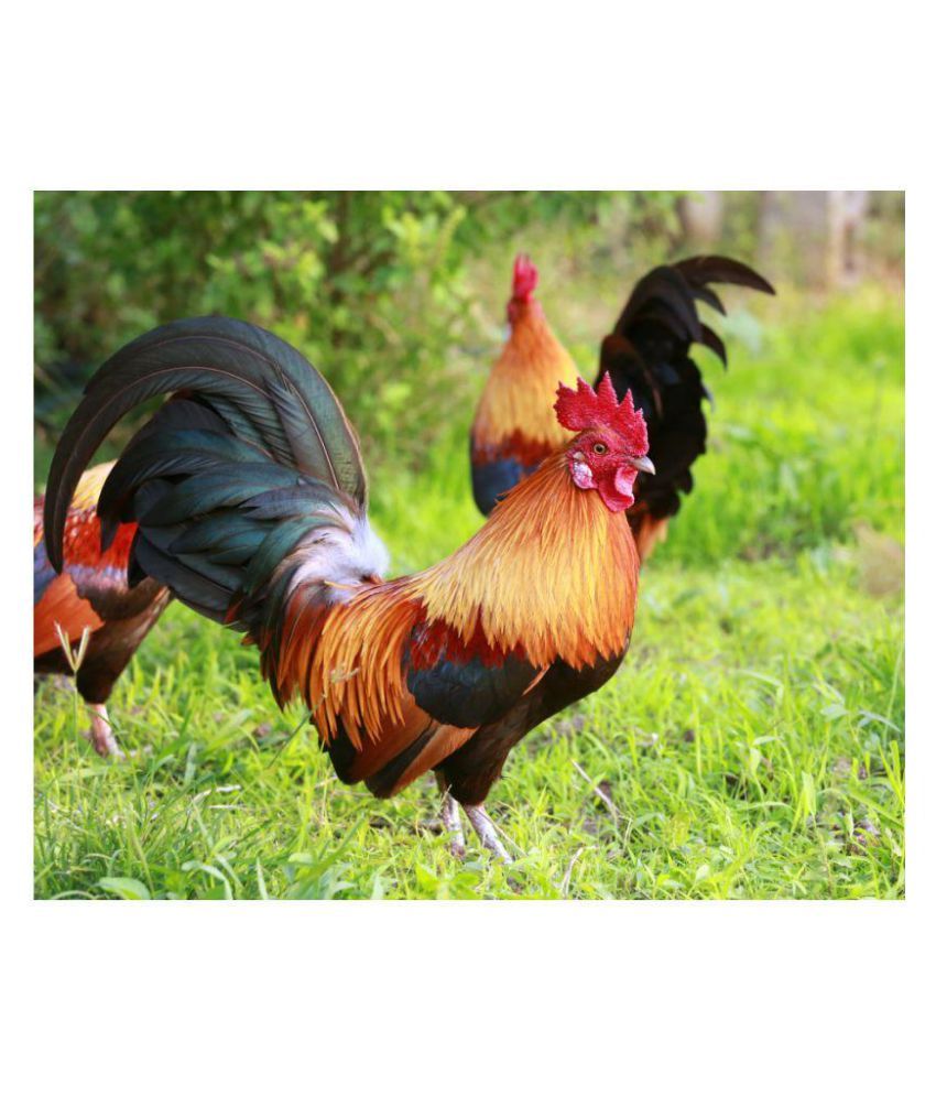 Zoom Dry NA Only Chicken Buy Zoom Dry NA Only Chicken Online at Low