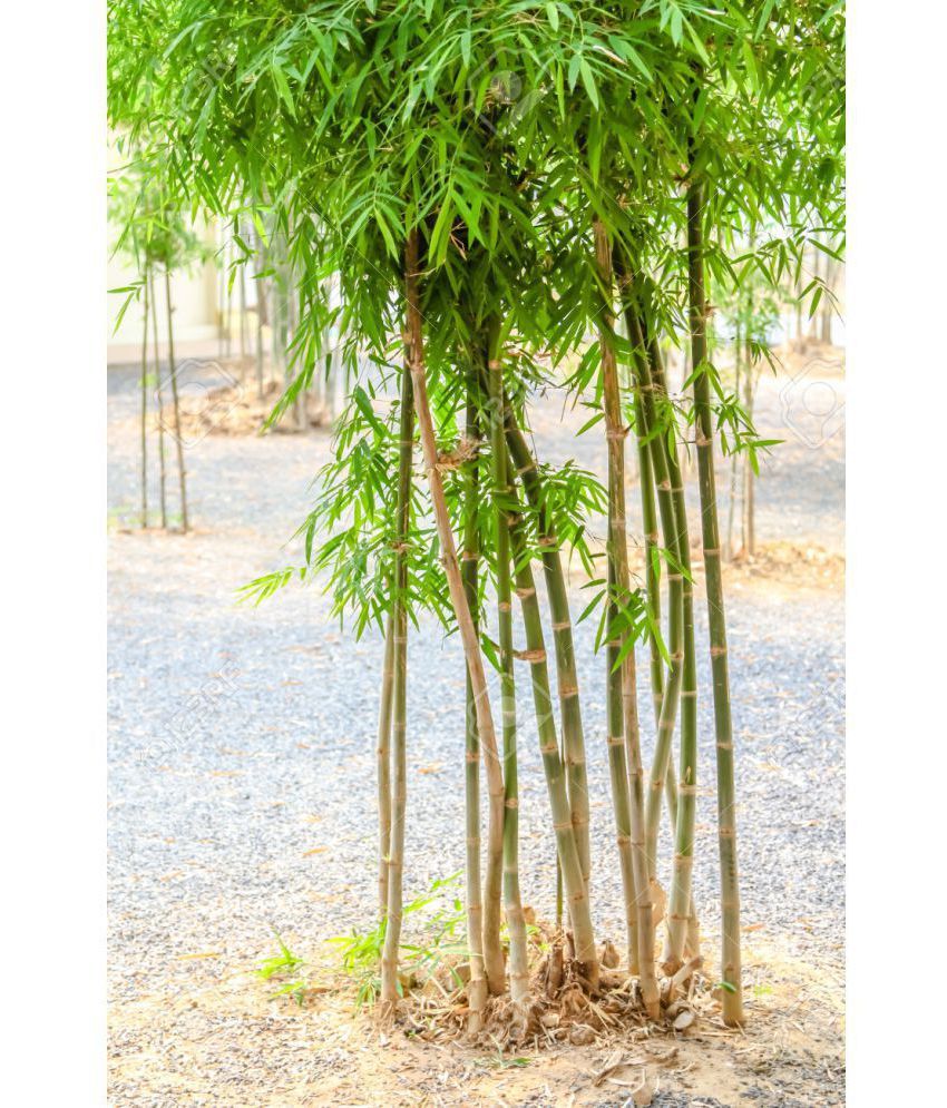 Creative Farmer Small Bamboo Bamboo Seeds For Home Decor Bamboo Seeds ...