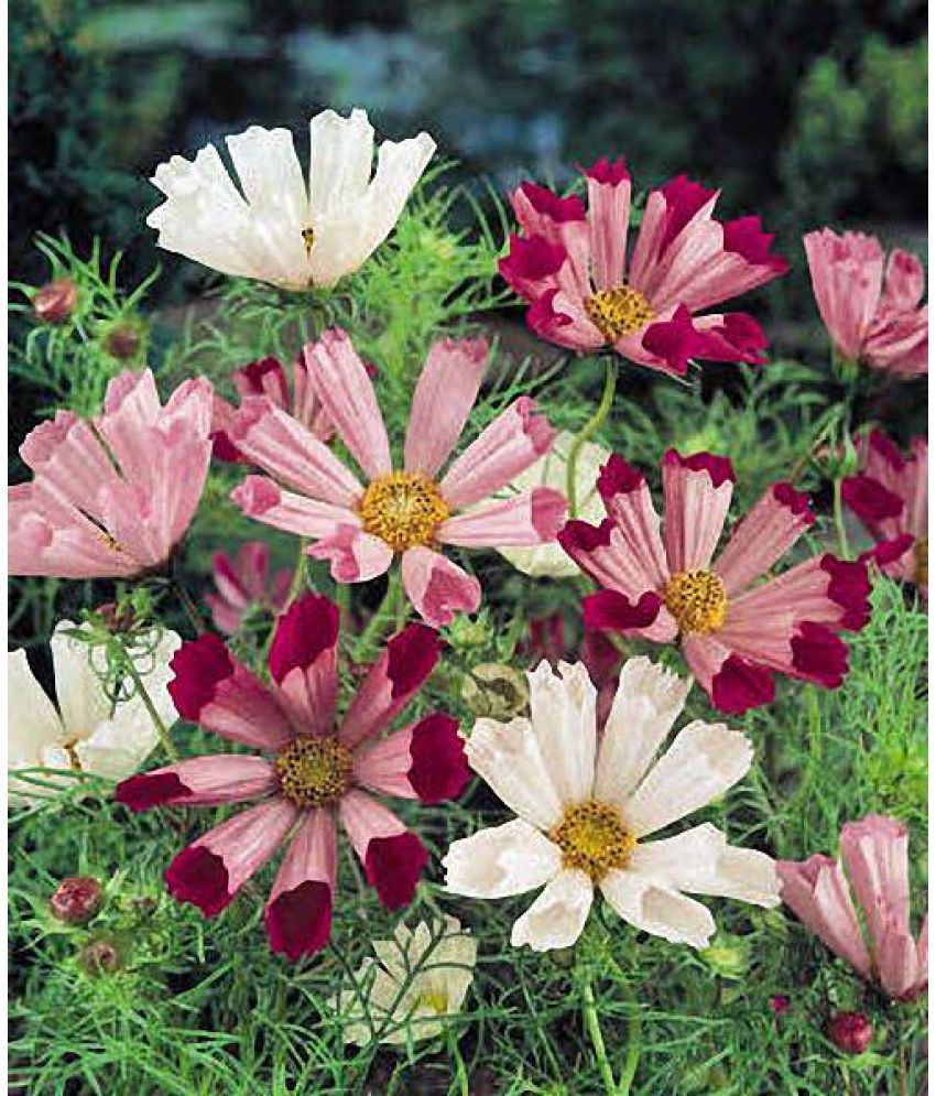     			Cosmos Seeds SEA SHELLS MIX Mixed flowers blush rose 20 seeds