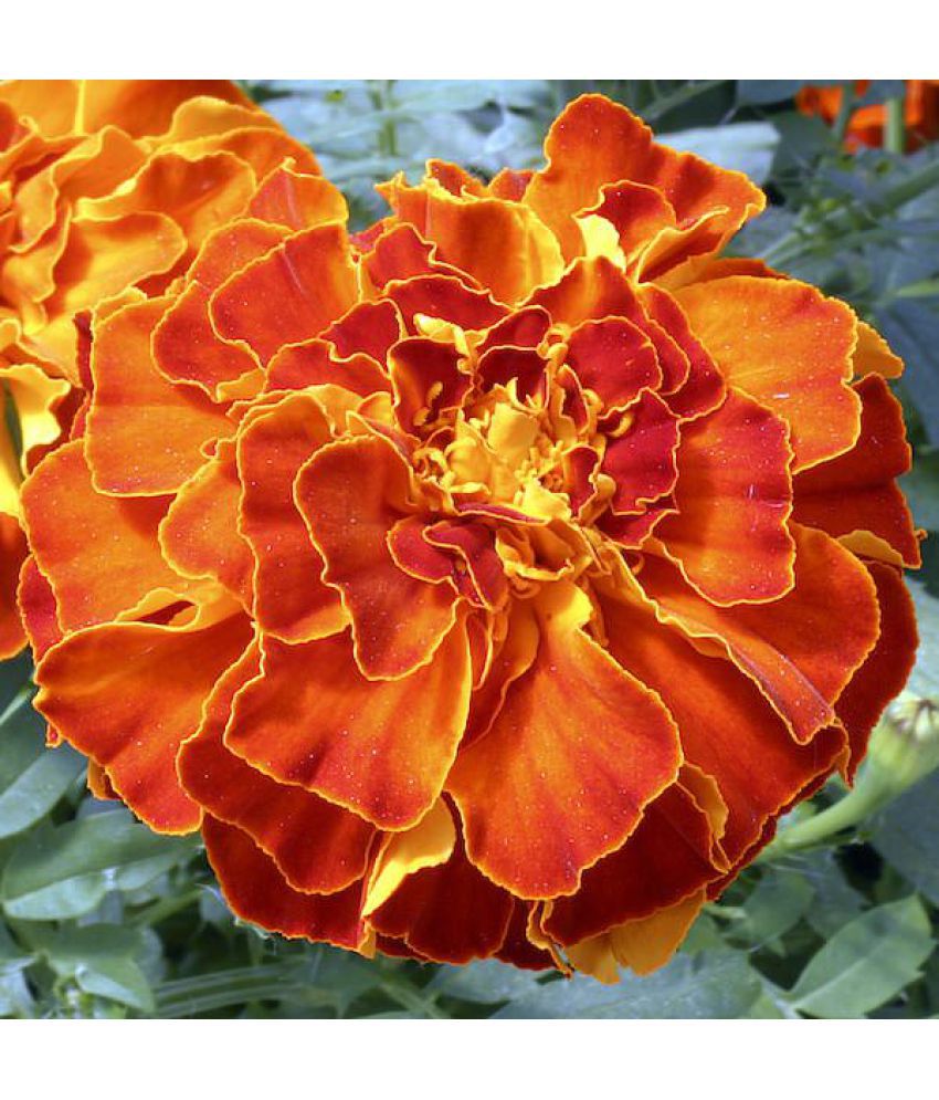     			Rare French African Hybrid Marigold Seeds ZENITH RED Marigold 30 seeds