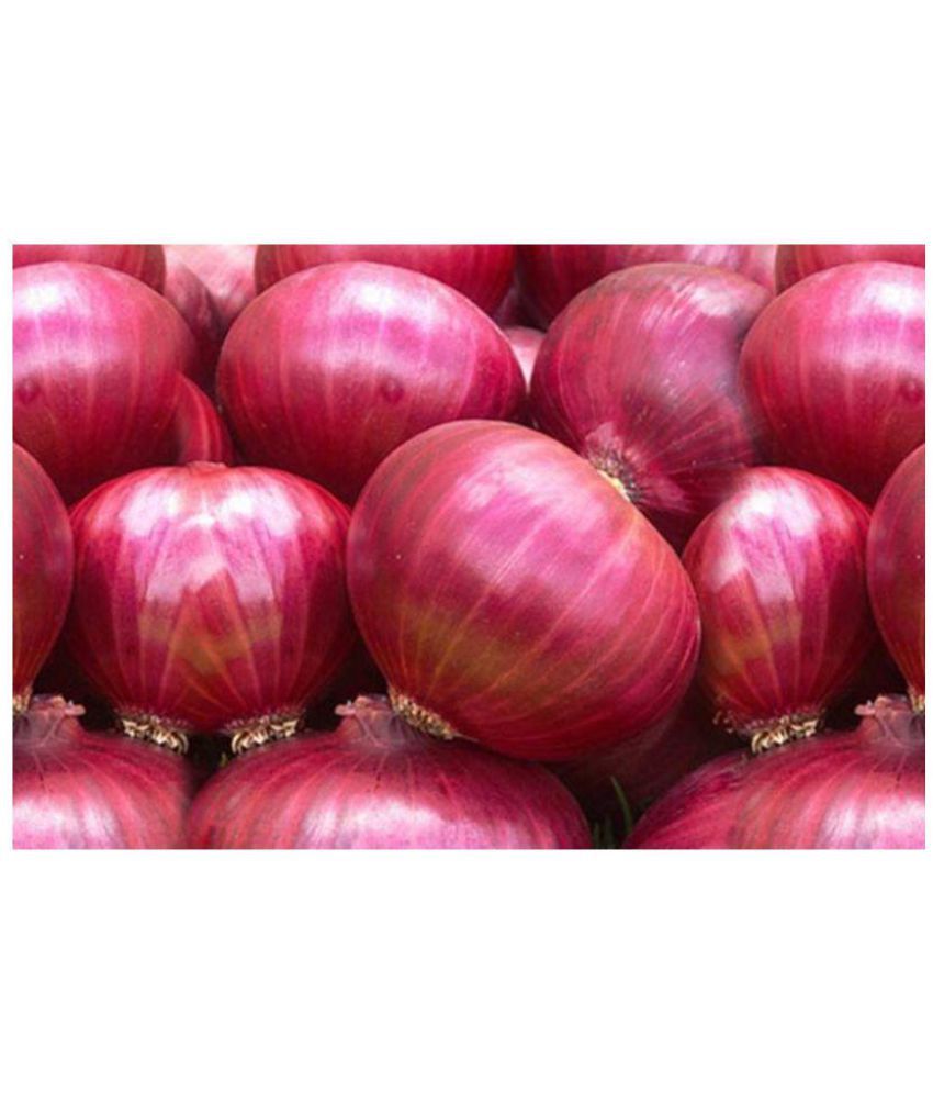     			Raunak Seeds Onion Super Nasik Improved Red