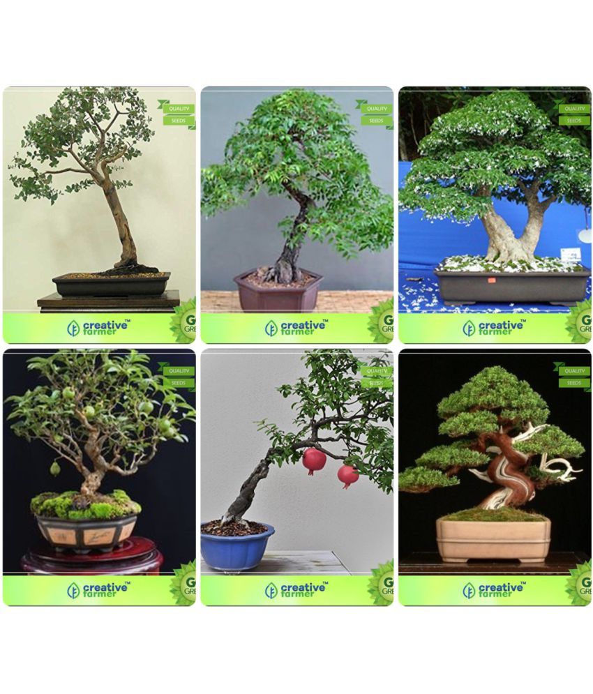 Bonsai Seeds Bonsai Suitable Plant Seeds For Home Decor Combo Eucalyptus Grandis Mahogany Water Jasmine Guava Pomagranate Bald Cypress Garden Seeds Buy Bonsai Seeds Bonsai Suitable Plant Seeds For Home
