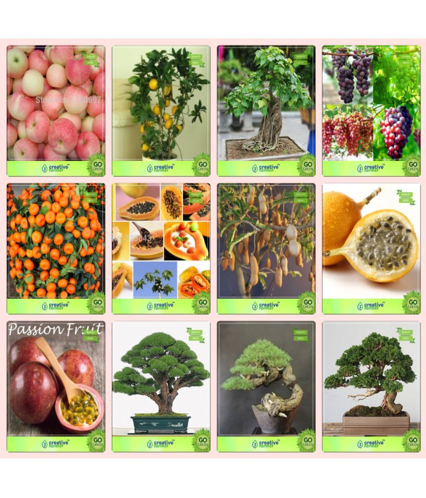 Bonsai Seeds Fruits Combo Combo Apple Lemon Ficus Religiosa Grapeorange Papaya Tamarind Passion Fruit Yellow Passion Fruit Violet Garden Seeds Buy Bonsai Seeds Fruits Combo Combo Apple Lemon Ficus Religiosa Grapeorange Papaya Tamarind