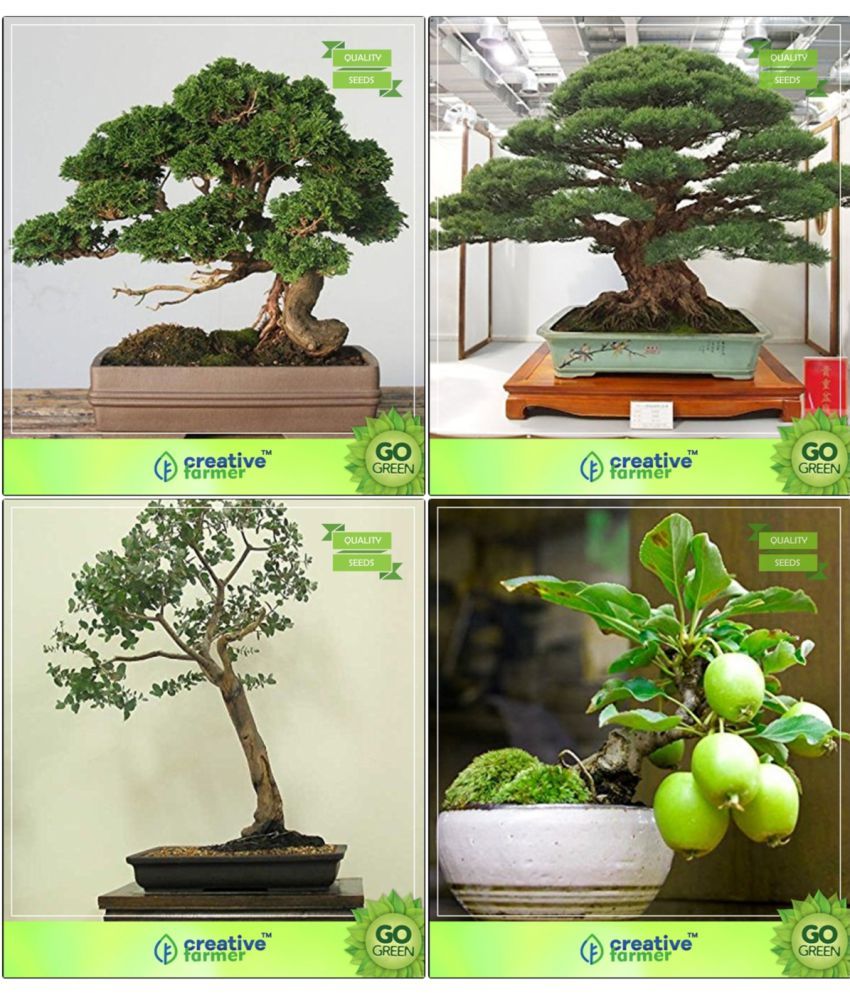 Bonsai Seeds Imported Seeds Combo Cupressus Torulosa Australian Pine Eucalyptus Grandis Guava Garden Seeds Buy Bonsai Seeds Imported Seeds Combo Cupressus Torulosa Australian Pine Eucalyptus Grandis Guava Garden