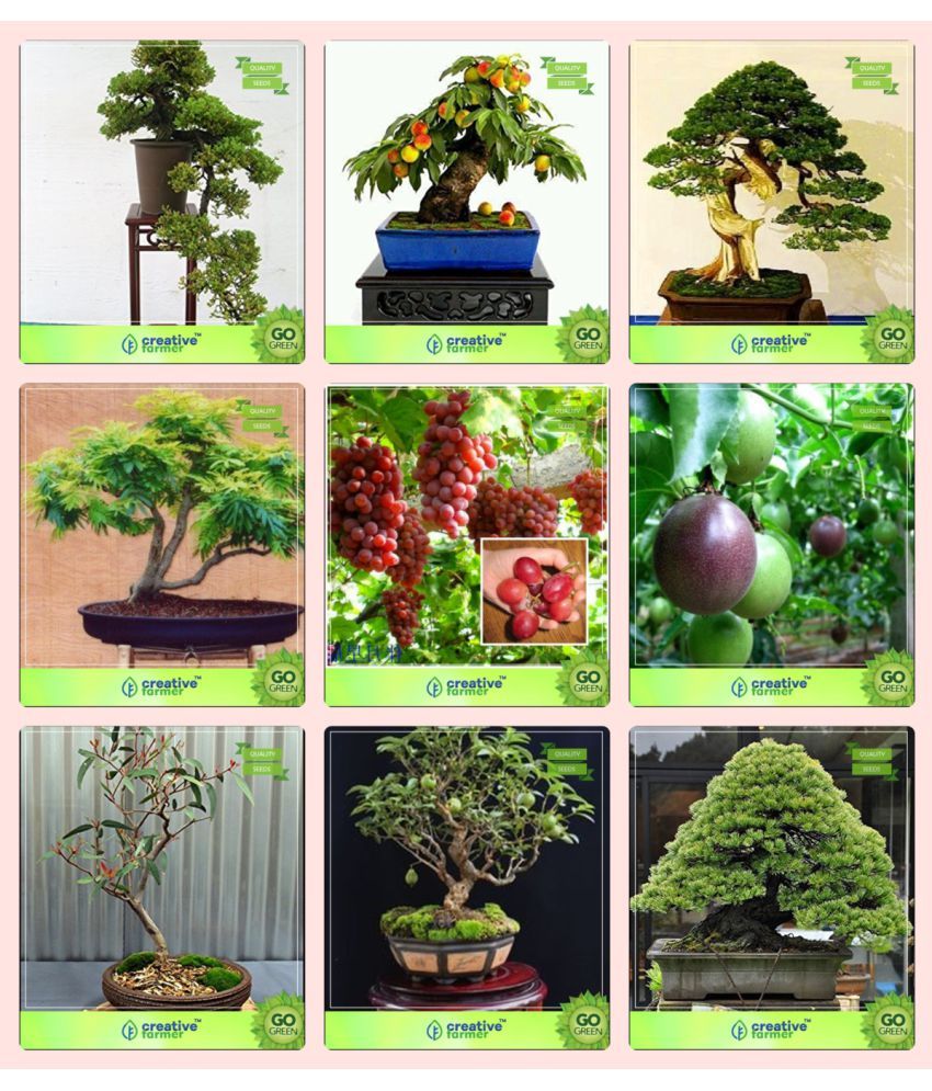 Bonsai Seeds Seeds For Outdoor Combo Rosewood Peach Pinus Petula Gulmohargrape Passion Fruit Violet Eucalyptus Grandis Guava Pinus Roxburghaii Garden Seeds Buy Bonsai Seeds Seeds For Outdoor Combo Rosewood Peach Pinus