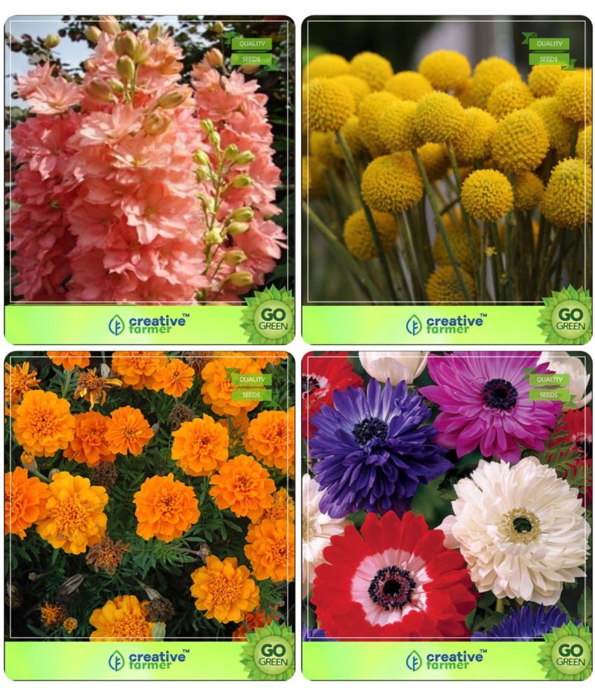 Flower Seeds Flower Seeds For Pot Combo LarkspurRose Smile, Globosa Yellow, Marigold Orange