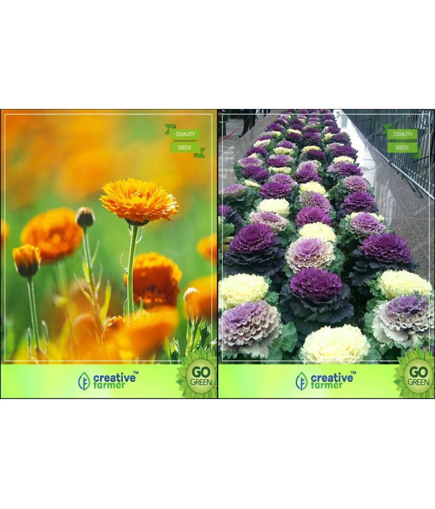 Flower Seeds Flower Seeds Packets Combo Gaillarda, Ornamental Kale
