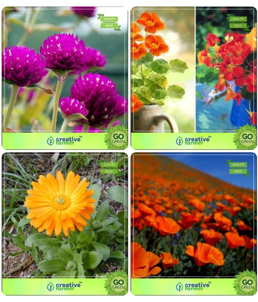 Flower Seeds Garden Flower Seeds For All Season Combo Gomphrena