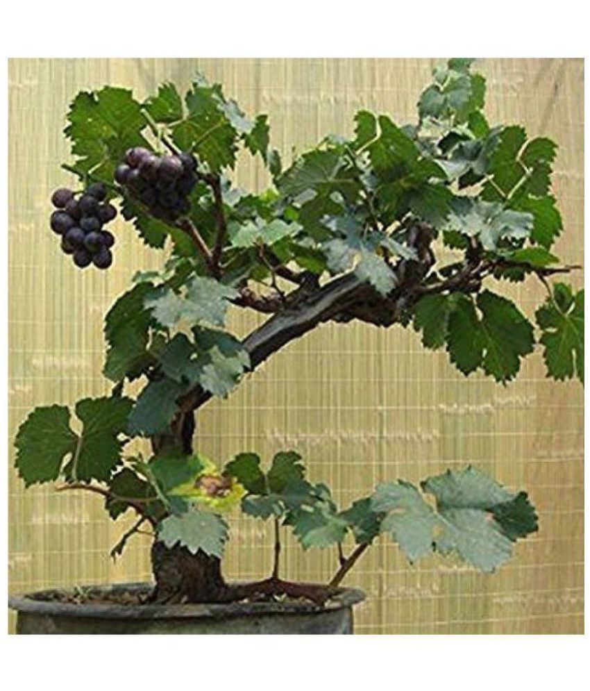     			Azalea gardens , 10Pcs Sweet Grape Fruit Seeds Dwarf Kyoho Deep Purple Vitis Grape Seeds + Instruction Manual