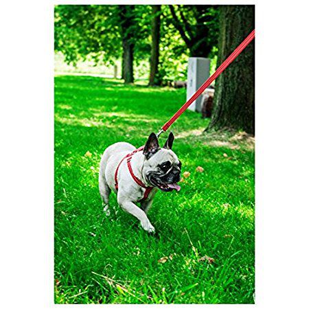    			Smarty Pet Nylon Harness Leash With Black Pad 0.75 Inch - Red Harness