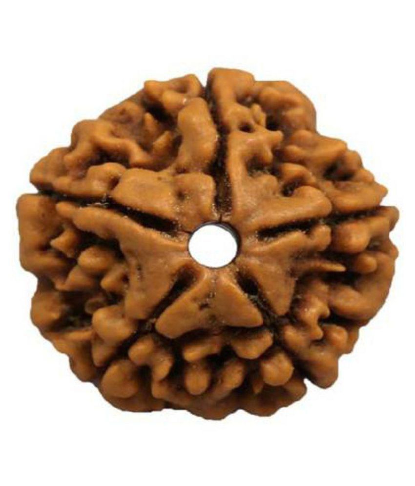     			Shivoham 5 Mukhi  Rudraksha Lab Certified 5 Face Rudraksha