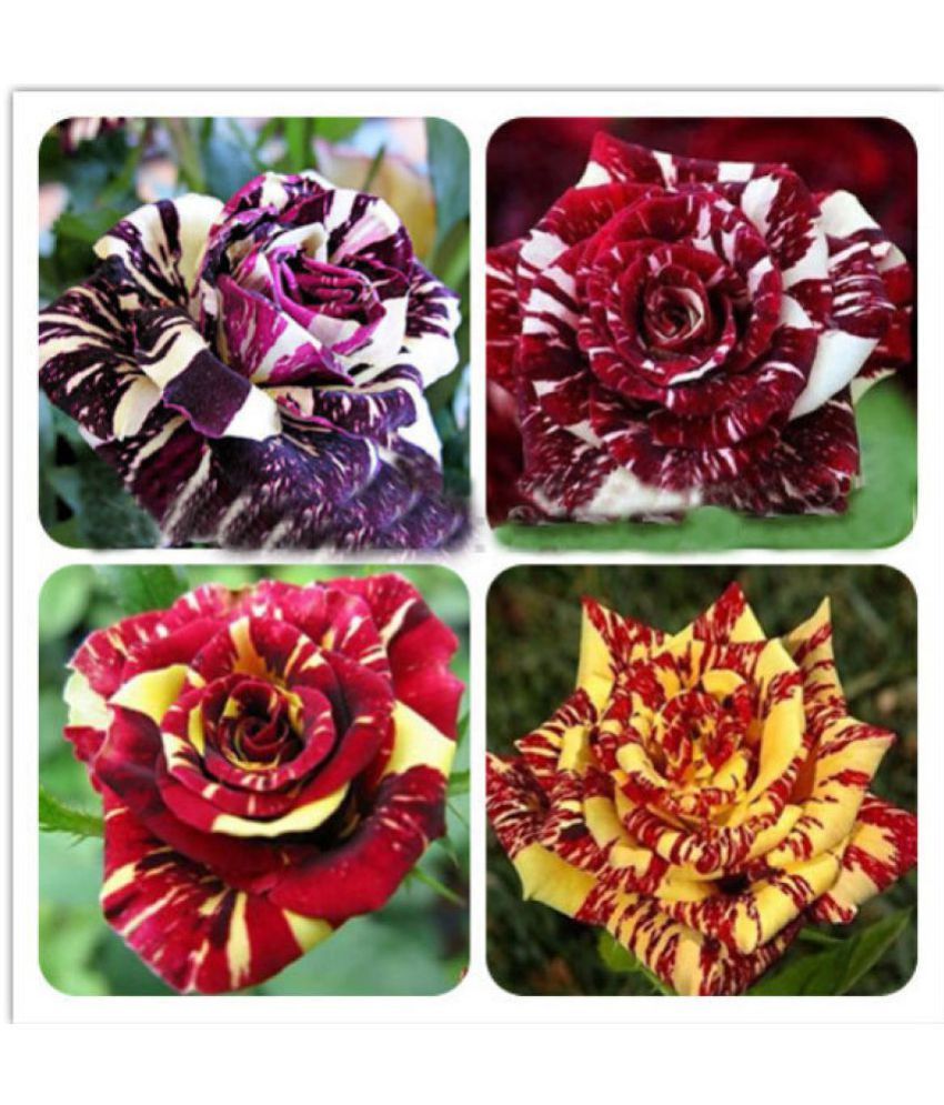 Rare Mixed Rose flower seeds 4 Different Colored Striped Rose Seeds