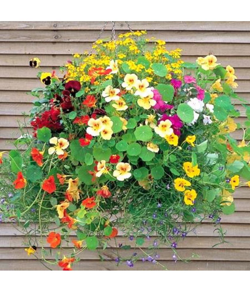 Flower Seeds Best Plants For Hanging Baskets Creepers And Climbers Plants Ornamental 3 Packets Garden Plant Seeds By Creative Farmer Buy Flower Seeds Best Plants For Hanging Baskets Creepers And