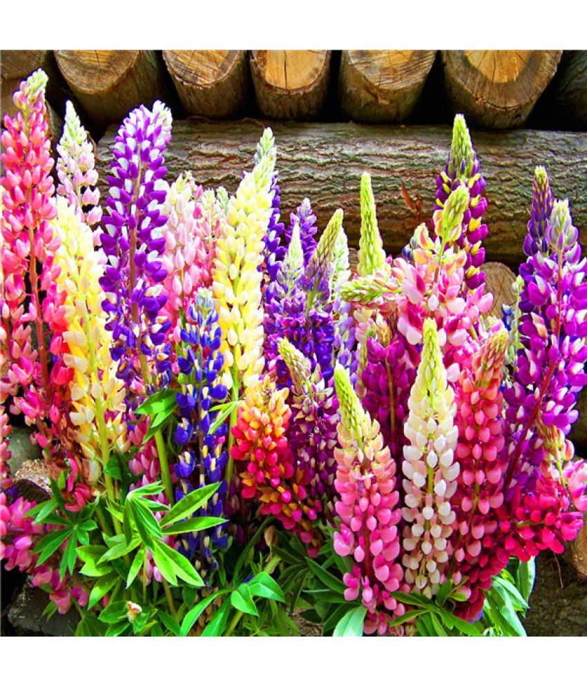 Flower Seeds Lupin Herbaceous Ornamental Plant Flower Seeds Perennial