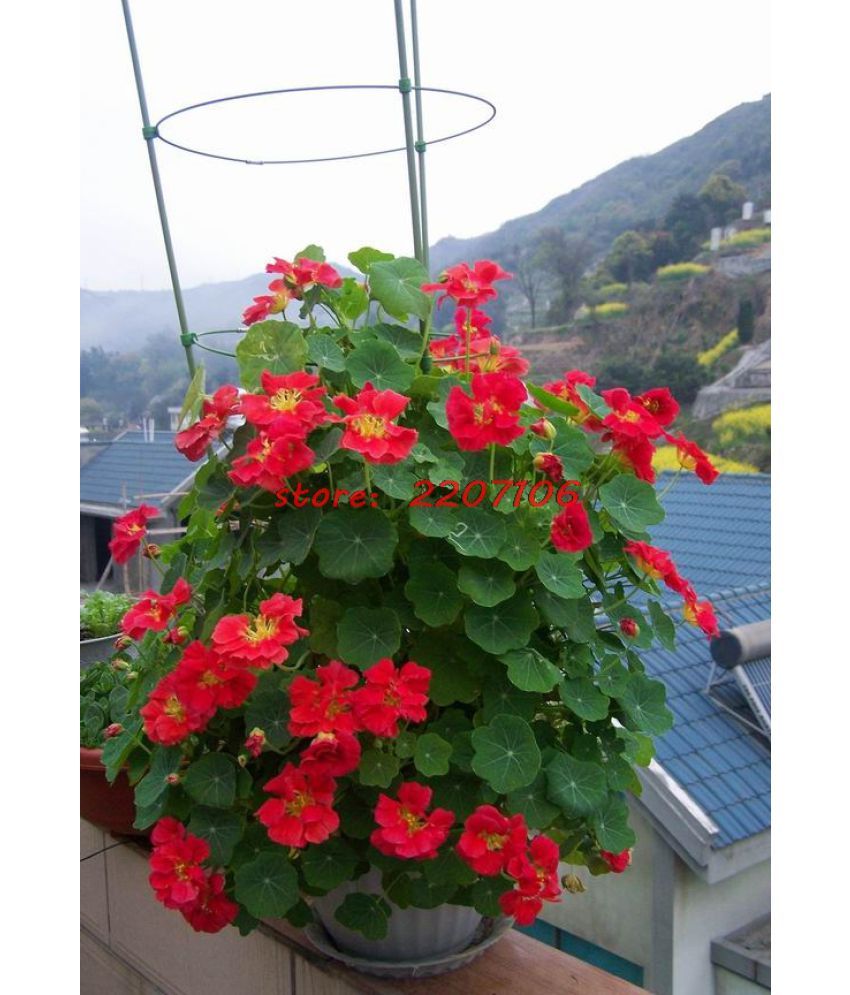 Flower Seeds Nasturtium Container Flower Seeds Hanging Flower Seeds