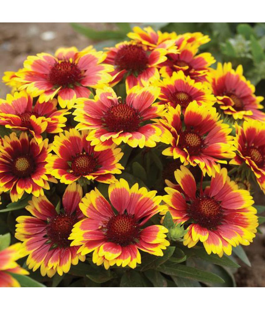 Flower Seeds Arizona Sun Gaillardia Garden Seeds Flower Seeds For