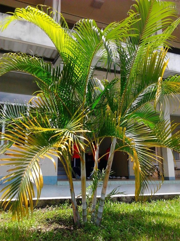 areca-palm-very-popular-easy-to-grow-a-charming-tree-seeds-buy-areca