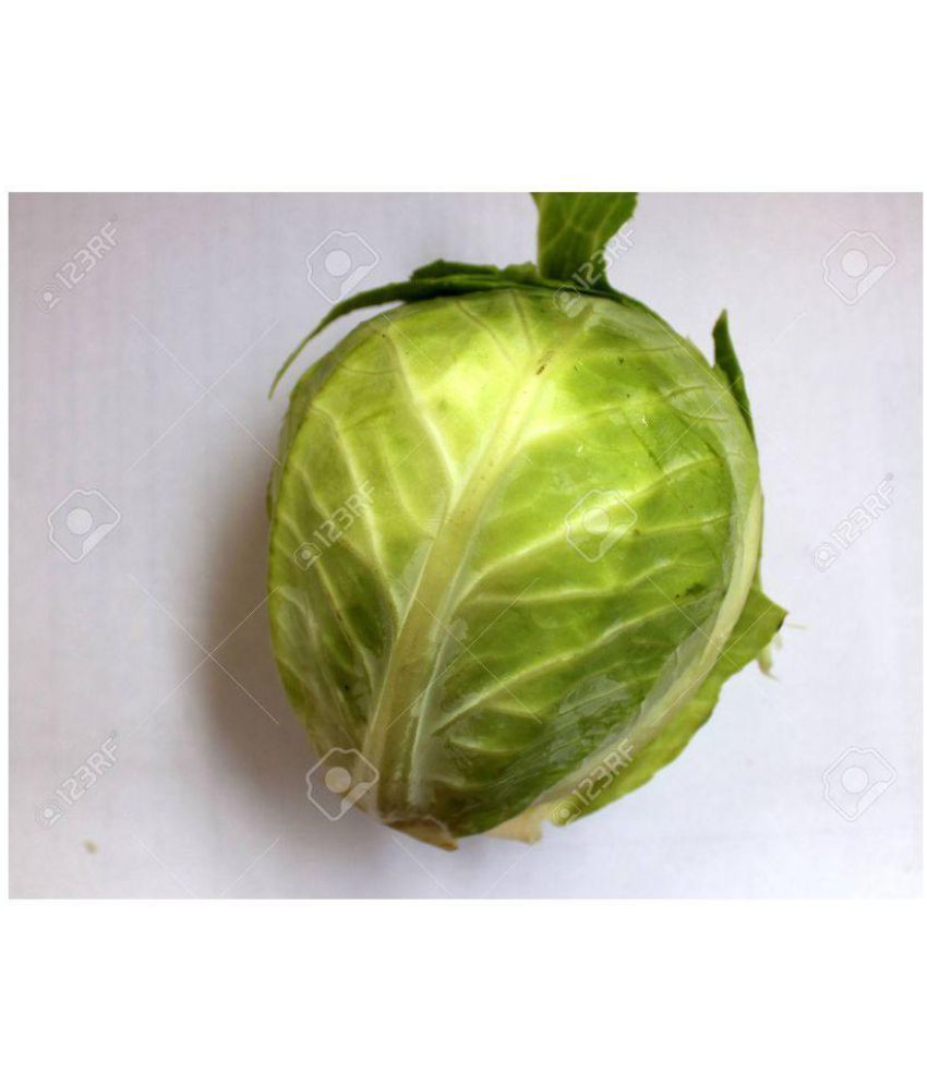 vegetable seeds Buy vegetable seeds Online at Low Price Snapdeal