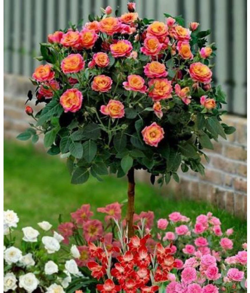     			Orange Rose Tree Seeds rare flower gorgeous pleasant-smelling fragrant garden 20 seeds