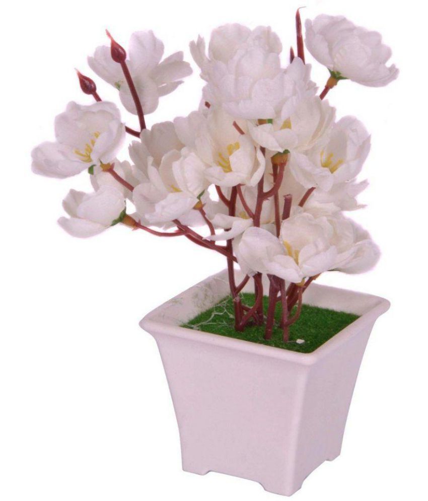     			PARADISE Orchids White Flowers With Pot - Pack of 1