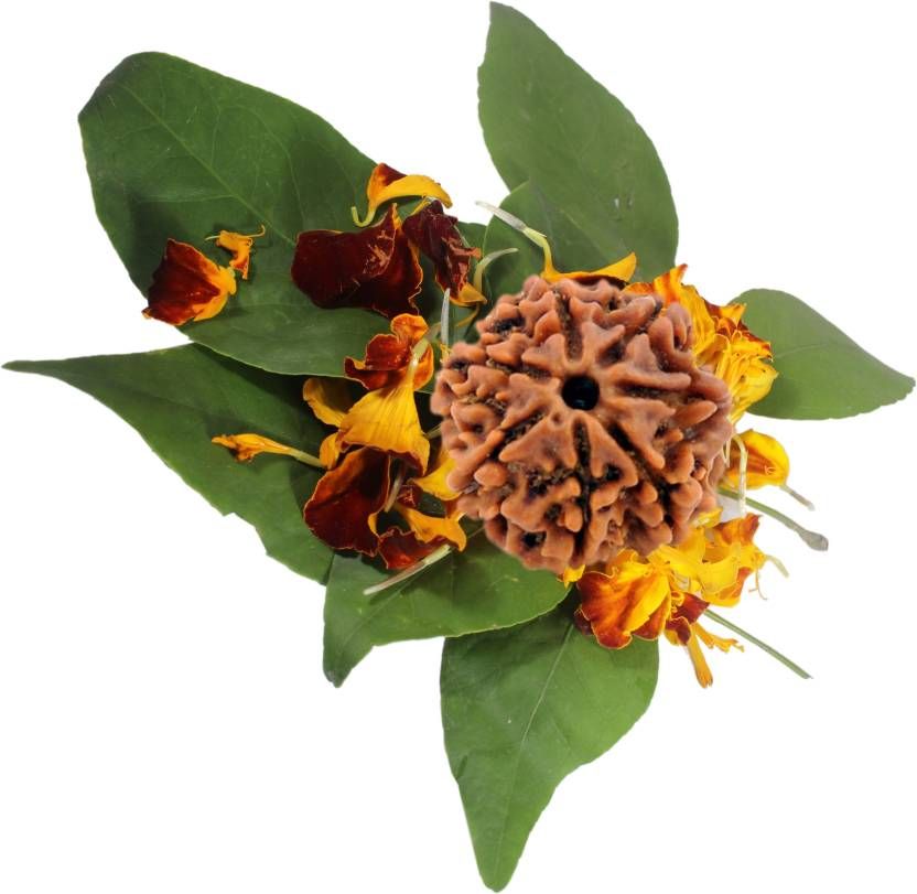     			Shivoham 7 Mukhi Rudraksha 7 Face Rudraksha