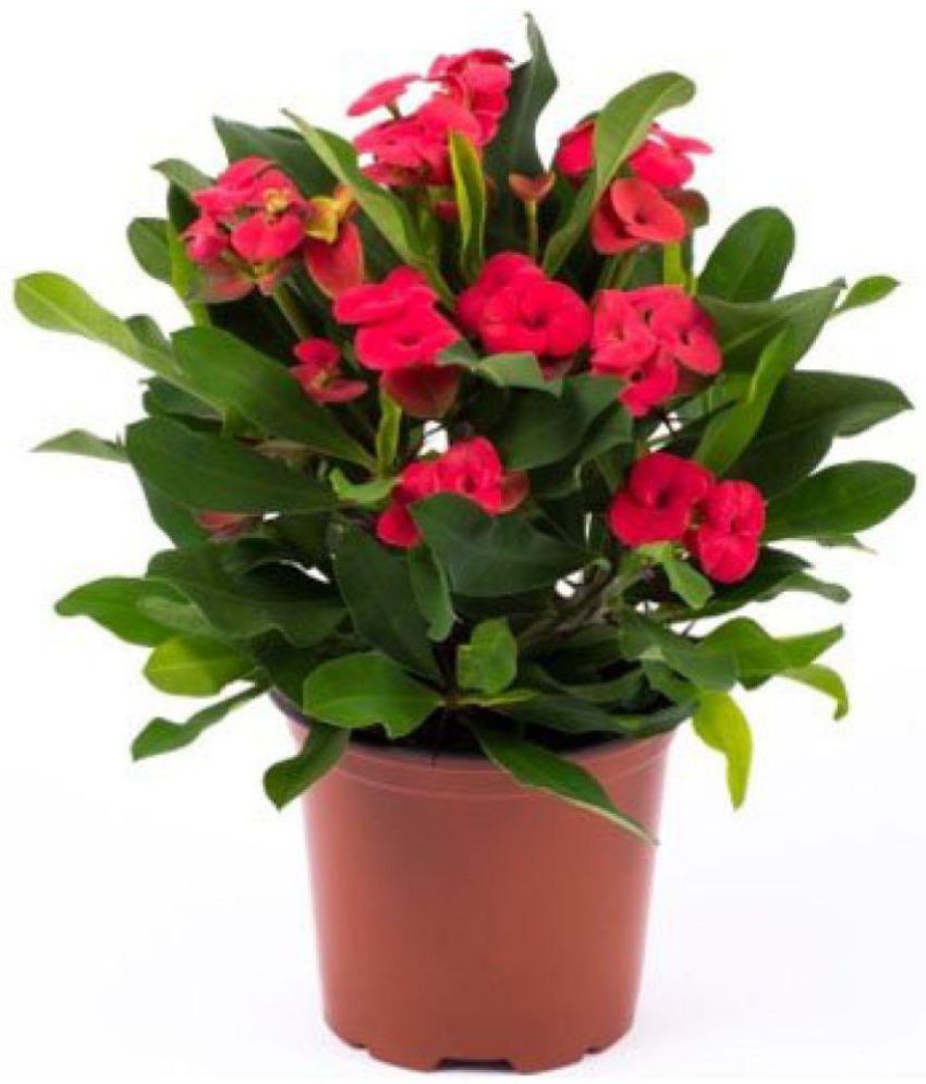 ojorey EUPHORBIA (MILI) Flower Indoor Flower Plant: Buy ojorey ...