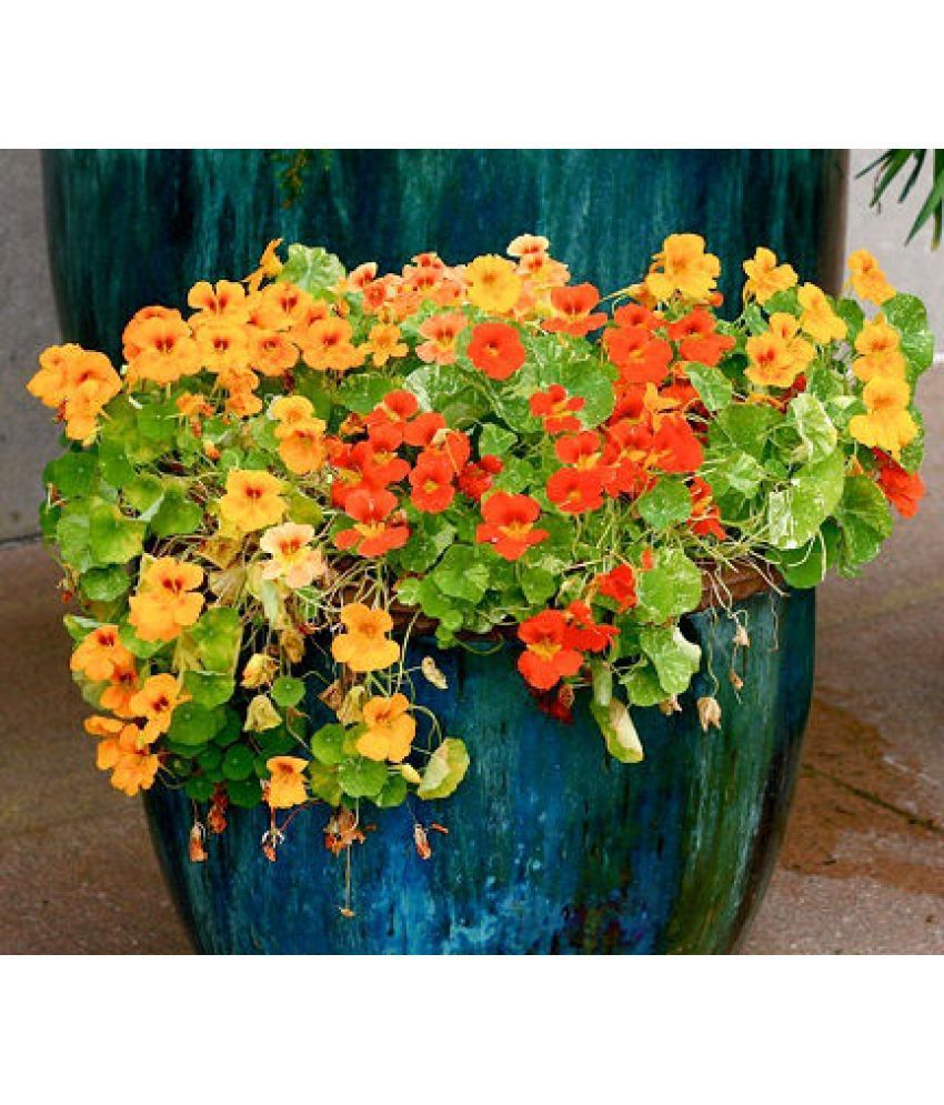 Flower Seeds Indian Cress Plant Seeds Seeds For Terrace And