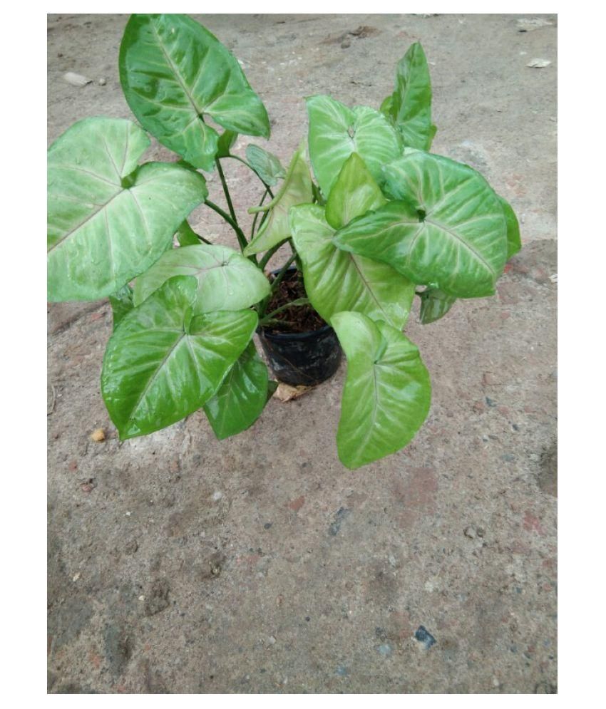 Blg Group Syngonium Live Indoor Plant With Pot Blg Group Syngonium Live Indoor Plant With Pot Online At Low