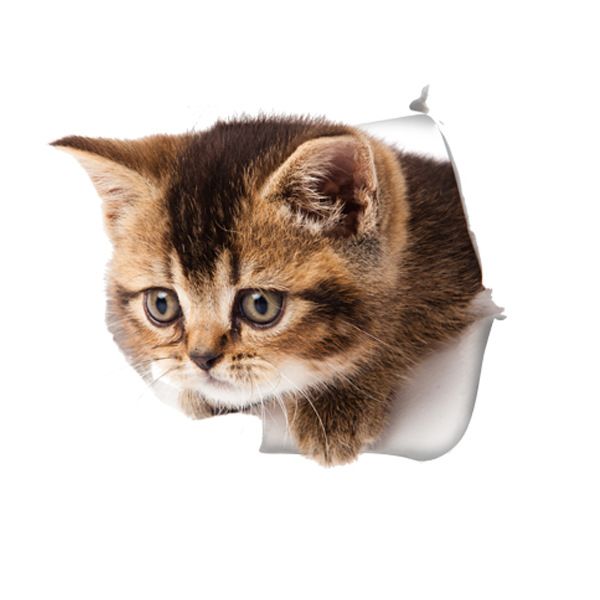 Futaba 3D Cat Hole View Animals Animals PVC Sticker - Buy Futaba 3D Cat Hole View Animals Animals PVC Sticker Online at Best Prices in India on Snapdeal Futaba 3D Cat Hole View Animals Animals PVC Sticker - Buy Futaba 3D Cat Hole View Animals Animals PVC Sticker Online at Best Prices in India on Snapdeal