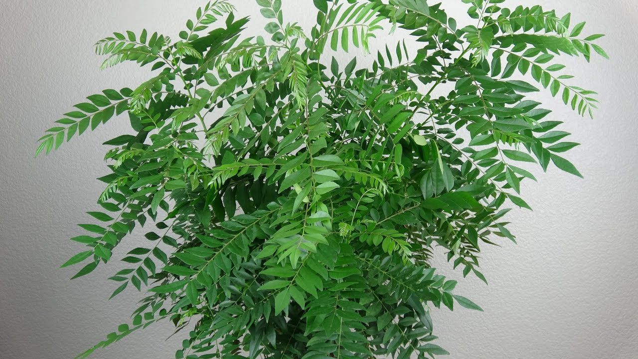 Image result for curry leaves