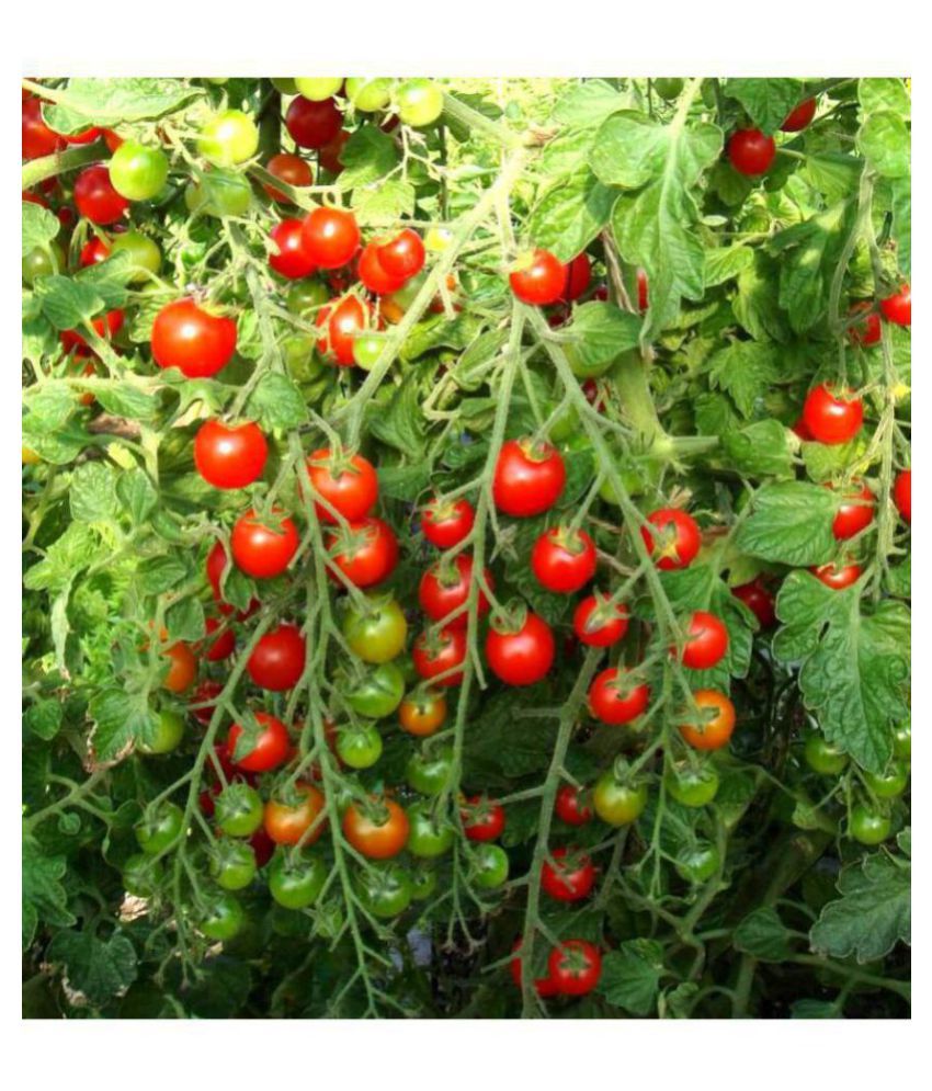 Cherry Tomato Exotic Seeds - Pack of 50 Hybrid Seeds ...