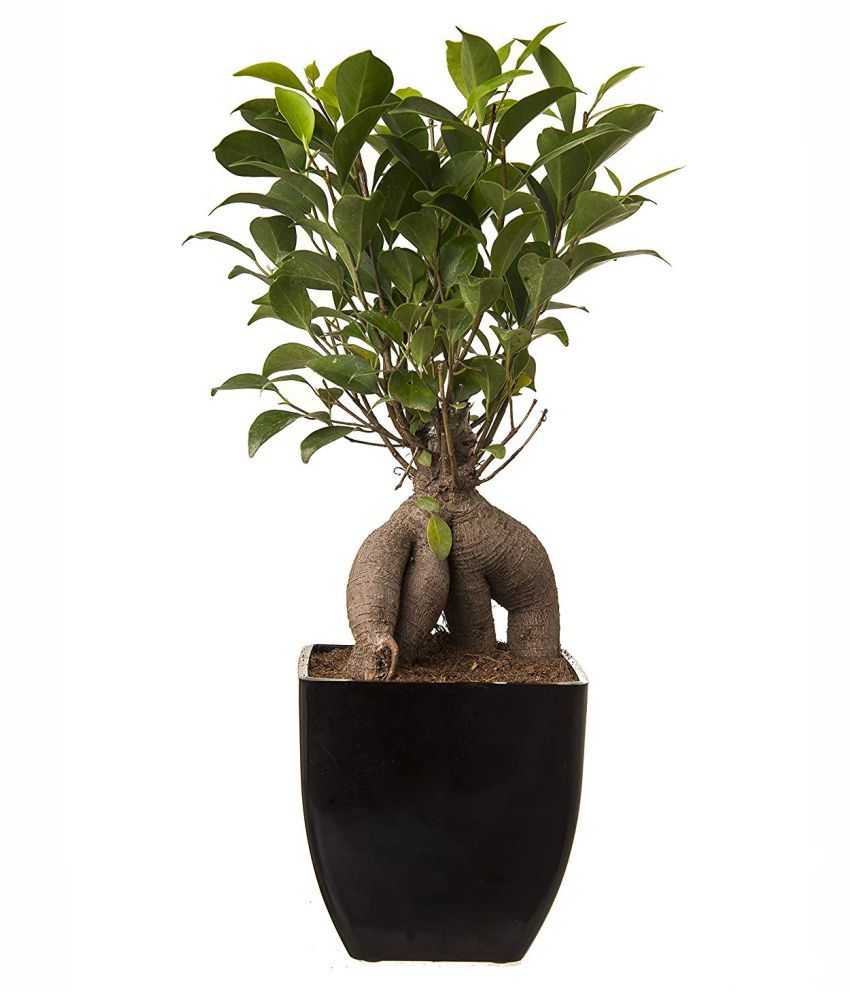 The Bonsai Plants Indoor Grafted Ficus Bonsai 3 Year Old WITH POT Both