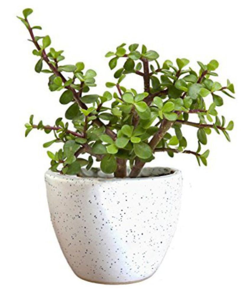 The Bonsai Plants CRASULLA OVATA/JADE PLANT/GOOD LUCK PLANT Indoor ...