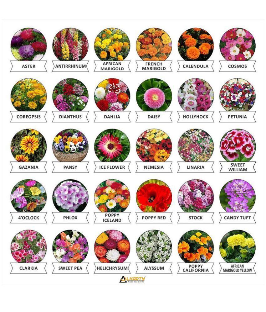     			Alkarty Seeds 30 Varieties of Flower (600+ Seeds) Heirloom Seed For Your Garden Beautiful Bloom This Season