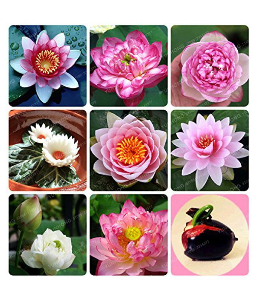     			M-Tech Gardens Exotic Aquatic Lotus Flower Seeds ( Mixed Varieties 10 Seeds Pack)