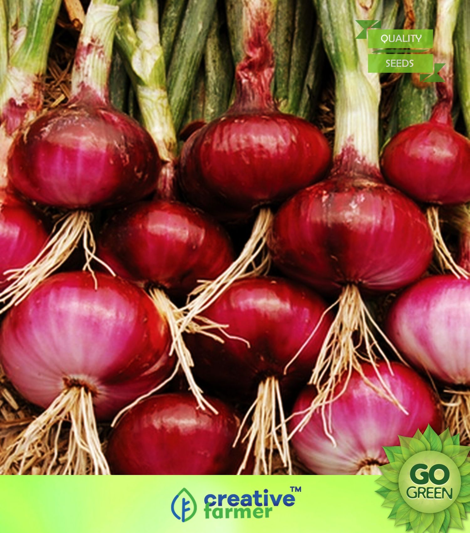 Vegetable Seeds Onion Seeds For Home Garden Seeds Onion Red Seeds Home Garden Seeds Buy Vegetable Seeds Onion Seeds For Home Garden Seeds Onion Red Seeds Home Garden Seeds Online