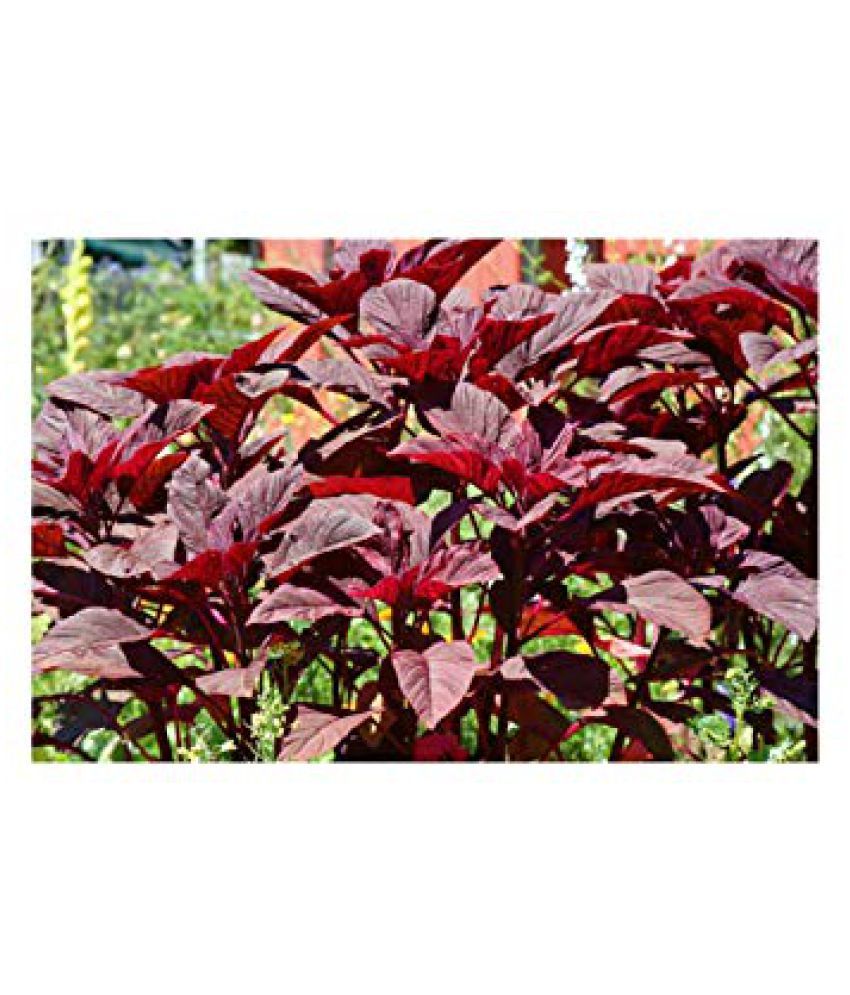Vegetable Seeds Sirukeerai Seeds Amaranthus Red Seeds Kerala Herbal Plant Veg Seeds Home Garden Seeds Buy Vegetable Seeds Sirukeerai Seeds Amaranthus Red Seeds Kerala Herbal Plant Veg Seeds Home Garden Seeds Online