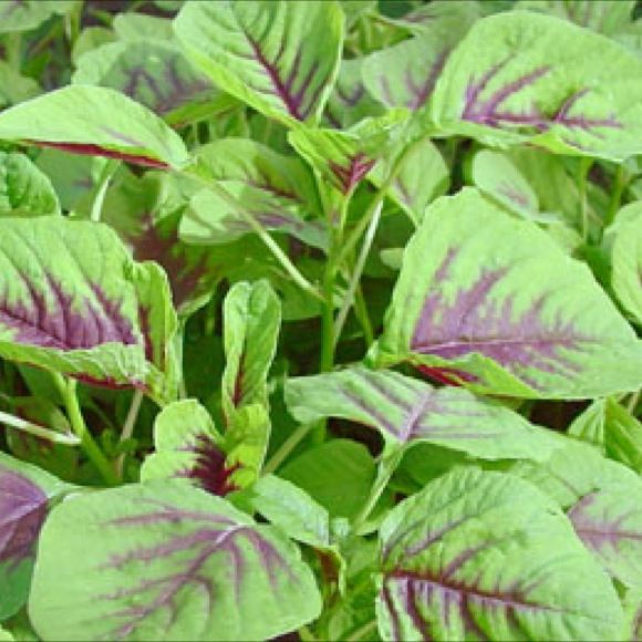 Vegetable Seeds Sirukeerai Seeds Amaranthus Green Seeds Kerala