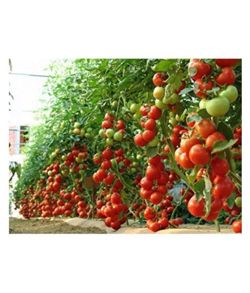     			all natural tomato seeds pack of 200