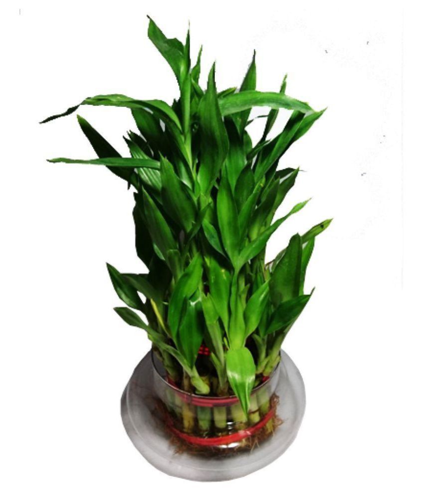 Green Home Care 3 Layer Lucky Bamboo Bonsai Plant Tree With Free Glass Pot Indoor Live Bamboo Plant Buy Green Home Care 3 Layer Lucky Bamboo Bonsai Plant Tree With Free Glass Pot Indoor