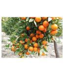 OhhSome Orange Tree Fruit Seeds Fruit Seed For Terrace Garden Fruit Seeds Garden Pack